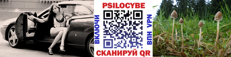 Купить где  Борзя  Псилоцибиновые грибы Cubensis 